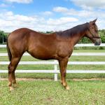 LOTE 013 - LITTLE QUEEN DUN IT