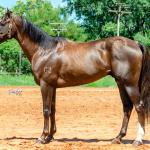 LOTE 002 - TUX CORONA G2