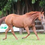 LOTE 005 - HAVENKA DO THISTU
