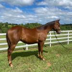 LOTE 013 - LITTLE QUEEN DUN IT