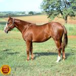 LOTE 007 - KINGS HEAVEN REY B3
