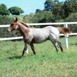LOTE 002 - DUCATTI CAT VRA
