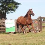 LOTE 011 - PLAYBOY OAK EDU