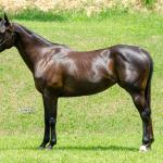 LOTE 001 - WANNA BET BC (VENTRE PARA LIVRE ACASALAMENTO)