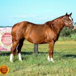 LOTE 013 - SOLTERA REY PEP B (2x1)