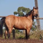 LOTE 016 - LUNA HELLUVA MISTER
