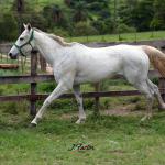 LOTE 011 - NOSEY CHEWCHEW RWS