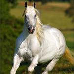 LOTE 013 - EMBRIÃO EFETIVADO - ELSHADY ZORRERO x RACING CARTEL