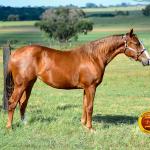 LOTE 007 - KINGS HEAVEN REY B3