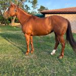 LOTE 003 - BUDWISER CB