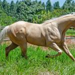 LOTE 003 - GHOST FIRE BC