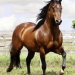 LOTE 011 - EMBRIÃO A EFETIVAR (CASTANHO RED x DAKAR TA FAME)