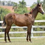 LOTE 013 - LITTLE QUEEN DUN IT