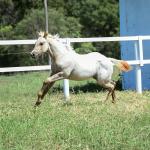 LOTE 018 - POPSANDBANGS VRA