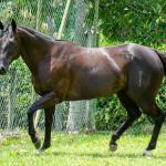LOTE 001 - WANNA BET BC (VENTRE PARA LIVRE ACASALAMENTO)