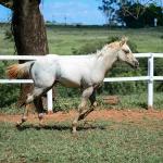 LOTE 018 - POPSANDBANGS VRA