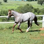 LOTE 001 - SPOTTISH