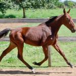 LOTE 007 - MV OK ARTIMANHA