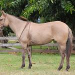 LOTE 013 - CANETA
