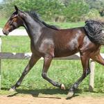 LOTE 004 - MV IDEAL BRENA