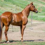 LOTE 006 - LAST BRYAN STARLIGHT