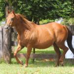 LOTE 001 - MISS BLUE DEE THISTU