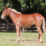 LOTE 012 - DAMA