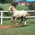 LOTE 016 - KYLE GUN VRA