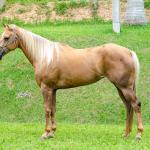 LOTE 002 - FIREWATER ICY LADY (VENTRE PARA LIVRE ACASALAMENTO)