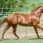 LOTE 006 - LAST BRYAN STARLIGHT