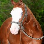 LOTE 009 - FRECKLES BOY Z