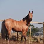 LOTE 016 - LUNA HELLUVA MISTER