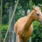 LOTE 002 - FIREWATER ICY LADY (VENTRE PARA LIVRE ACASALAMENTO)