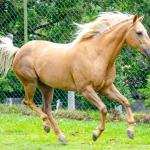 LOTE 002 - FIREWATER ICY LADY (VENTRE PARA LIVRE ACASALAMENTO)