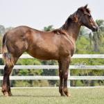 LOTE 013 - LITTLE QUEEN DUN IT
