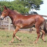 LOTE 016 - DOCINHO