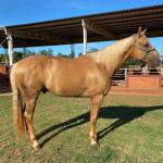 LOTE 006 - RED ACRE SWR
