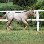 LOTE 012 - PRECIOUS BET VRA