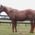 LOTE 010 - SUNSHINE CAL OLENA