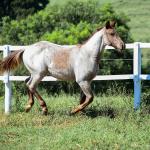 LOTE 004 - TRINITY CAT VRA