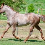 LOTE 004 - WINNIN NITRO LENA