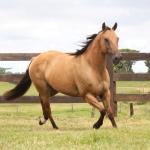 LOTE 001 - CRISTAL BLUE JAY