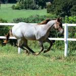 LOTE 017 - INSANE BET VRA