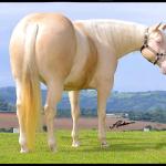 LOTE 011 - EMBRIÃO EFETIVADO - BLACKSMITH FAME BG x BUENA DIAMOND JPJ