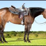 LOTE 009 - BUCKY LITTLE CIELO