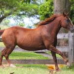 LOTE 007 - ZEVITA JAYBEE THISTU