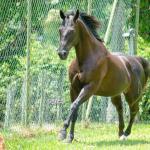 LOTE 001 - WANNA BET BC (VENTRE PARA LIVRE ACASALAMENTO)