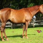 LOTE 017 - LITTLE LADY JAY  (2x1)