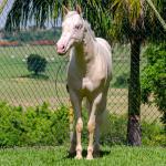 LOTE 007 - CREME APOLLO ENC