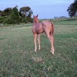 LOTE 004 - NOME A ESCOLHER (BET HESA CAT JR x LOBA SUPER REY)